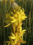 Yellow Asphodel   Asphodeline lutea